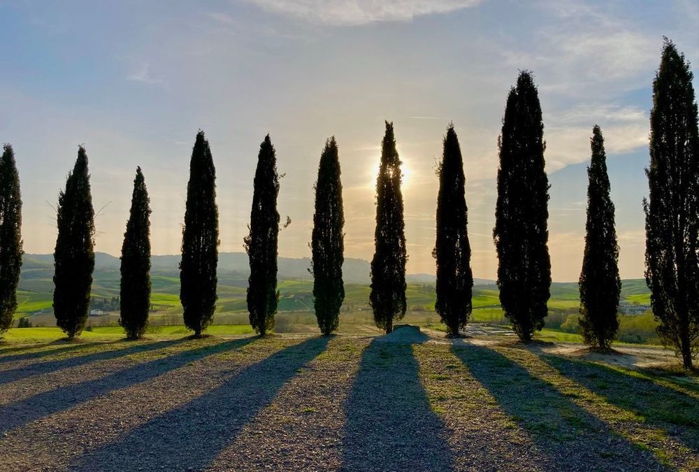 4. Cipressi San Quirico d'Orcia